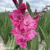 ruzovy mecik gladiolus hugo 2