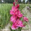 ruzovy mecik gladiolus hugo 3