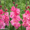 ruzovy mecik gladiolus hugo 4