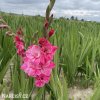 ruzovy mecik gladiolus hugo 5