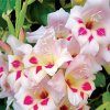 Gladiol Elvira nanus 03