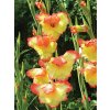 Gladiol Las Vegas 02