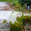 bílý řebčík fritillaria meleagris alba 5