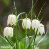 bílý řebčík fritillaria meleagris alba 1
