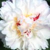 Paeonia couronne d'or 02