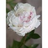 Paeonia couronne d'or 04