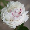 Paeonia couronne d'or 054
