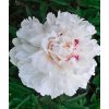 Paeonia couronne d'or 01