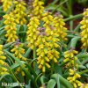 žlutý Modřenec Muscari golden fragrance 6