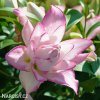biloruzova lilie Roselily anouska 1