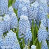 Modřenec Muscari Valerie finis 1