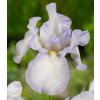 Iris - English Cottage Germanica