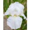 Iris Immortality 04
