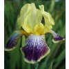 Iris nibelungen 04