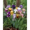 Iris Germanica Mix 02