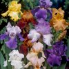 Iris Germanica Mix 01