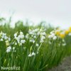 Leucojum Gravetye Giant 7137 1024x1024