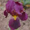 Iris red orchid 02