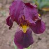 Iris red orchid 02