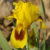 Iris Curio 02