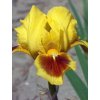 Iris Curio 01