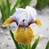 Iris hocus pocus 02