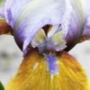 Iris hocus pocus 01