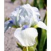 Iris Westar 02