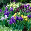 Iris pumila mix 02