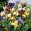 Iris pumila mix 04