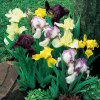 Iris pumila mix 01