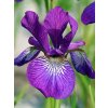 Iris Wine Wings 02