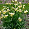 bilozluty iris sibirsky kosatec butter and sugar 3