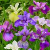 Iris Sibirica Mix 02