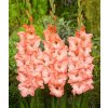 Gladiol Ben Venuto 03
