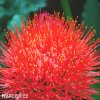 krvokvet Scadoxus multiflorus 2