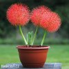 krvokvet Scadoxus multiflorus 3