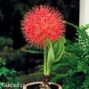 krvokvet Scadoxus multiflorus 4