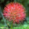 krvokvet Scadoxus multiflorus 5