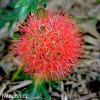 krvokvet Scadoxus multiflorus 6