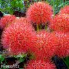 krvokvet Scadoxus multiflorus 1