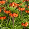 oranžový řebčík fritillaria aurora 2