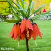 oranžový řebčík fritillaria aurora 3