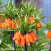 oranžový řebčík fritillaria aurora 1