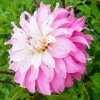 Jiřina Pink petticoat 01