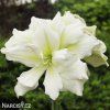 bílý plnokvětý hvězdník amaryllis marylin 3