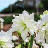bílý plnokvětý hvězdník amaryllis marylin 5
