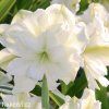 bílý plnokvětý hvězdník amaryllis marylin 6