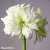 bílý plnokvětý hvězdník amaryllis marylin 1