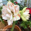 bíločervený hvězdník amaryllis nymph 3
